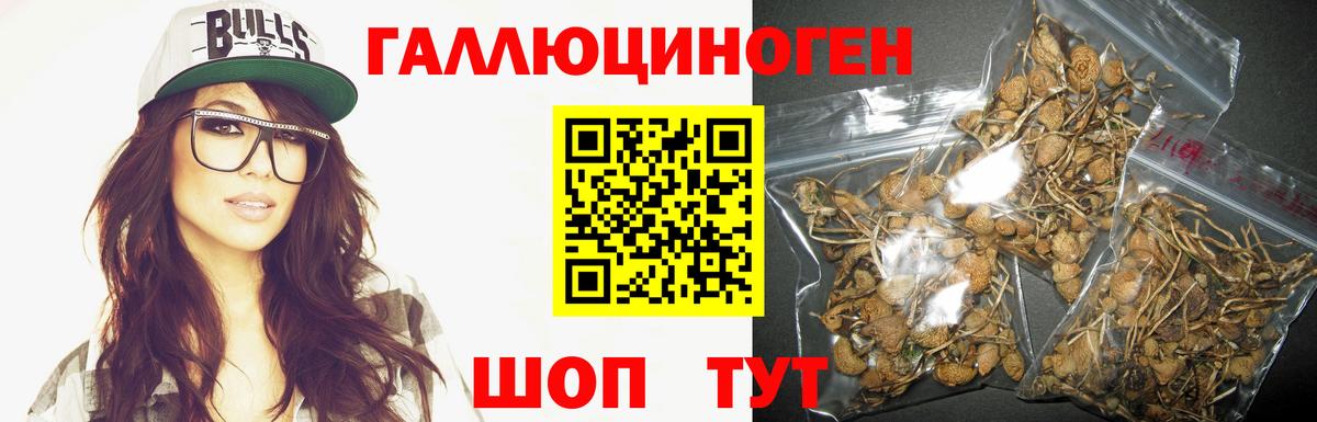 Галлюциногенные грибы Psilocybe Морозовск